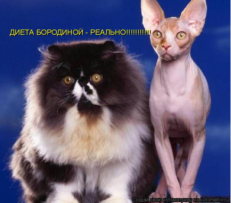 Котоматрица: ДИЕТА БОРОДИНОЙ - РЕАЛЬНО!!!!!!!!!!!