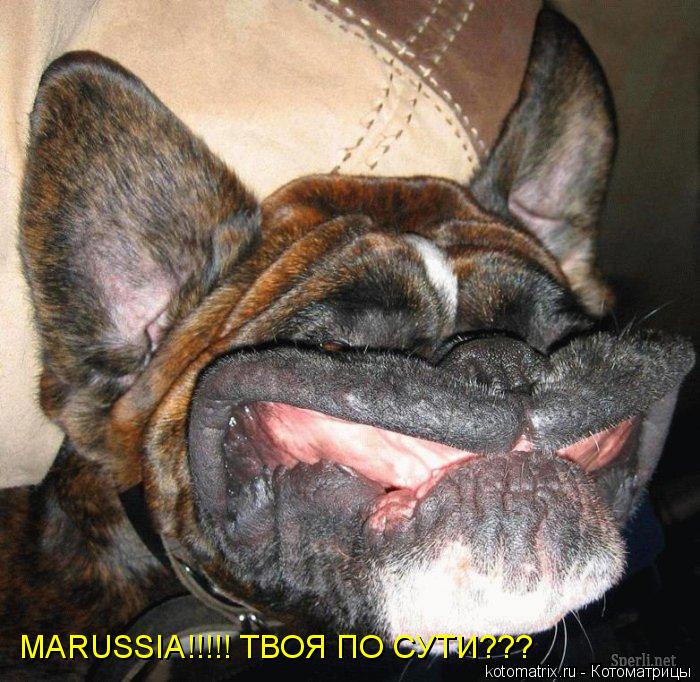 Котоматрица: MARUSSIA!!!!! ТВОЯ ПО СУТИ???