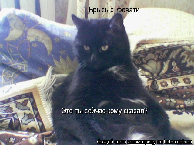 Котоматрица: Брысь с кровати Это ты сейчас кому сказал?