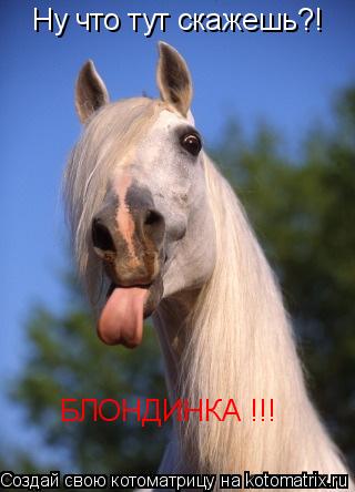 Котоматрица: Ну что тут скажешь?! БЛОНДИНКА !!!