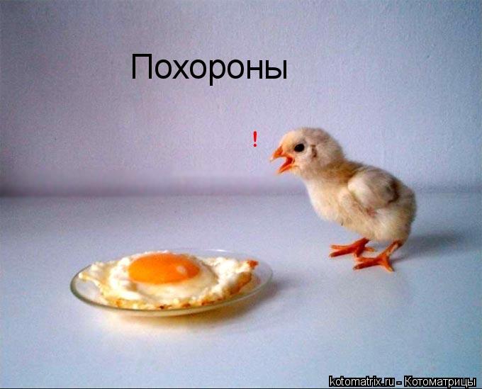 Похороны... Котоматрица: Похороны
