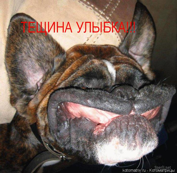 Котоматрица: ТЕЩИНА УЛЫБКА!!!
