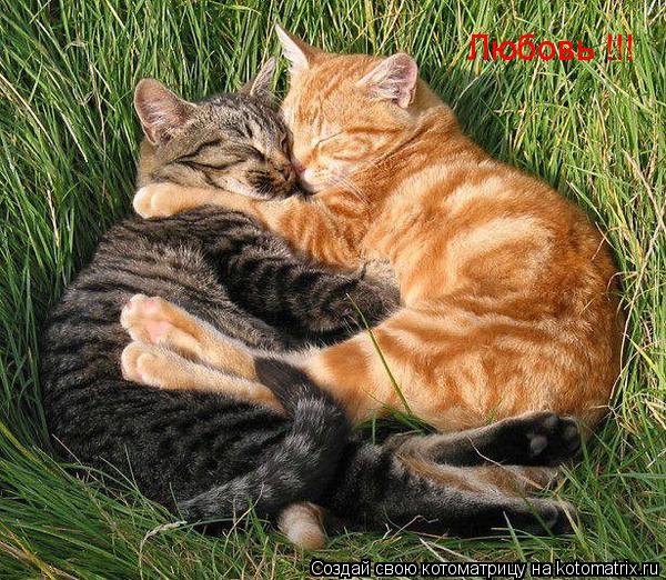 Котоматрица: Любовь !!!