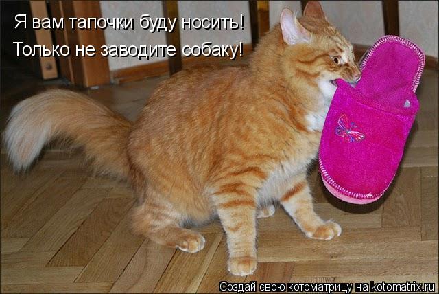 Котоматрица: Я вам тапочки буду носить! Только не заводите собаку!
