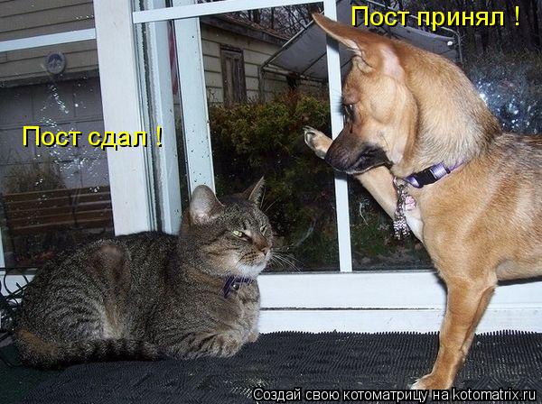 Котоматрица: Пост сдал ! Пост принял !