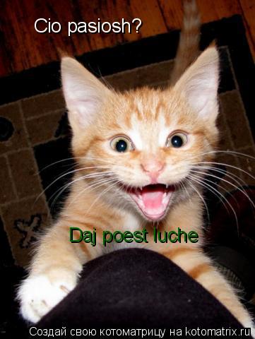 Котоматрица: Cio pasiosh? Daj poest luche