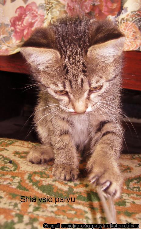 Котоматрица: Shia vsio parvu