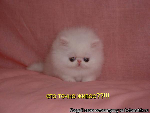 Котоматрица: ето точно живое??!!!