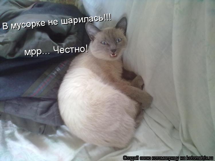Котоматрица: В мусорке не шарилась!!! мрр... Честно!