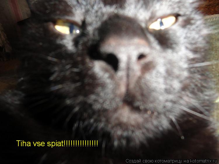 Котоматрица: Tiha vse spiat!!!!!!!!!!!!!!!