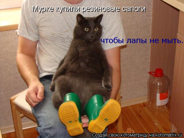 Котоматрица: Мурке купили резиновые сапоги чтобы лапы не мыть.