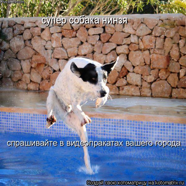 Котоматрица: супер собака нинзя спрашивайте в видеопракатах вашего города