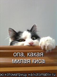 Котоматрица: опа, какая милая киса