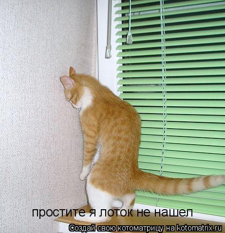 Котоматрица: простите я лоток не нашел