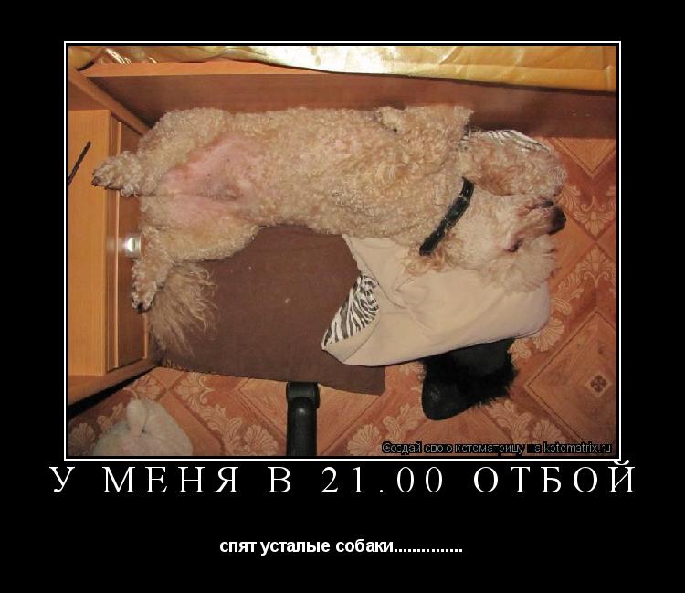 Котоматрица:  у меня в 21.00 отбой спят усталые собаки...............