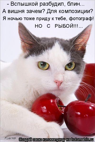 Котоматрица: - Вспышкой разбудил, блин... А вишня зачем? Для композиции? Я ночью тоже приду к тебе, фотограф! НО   С   РЫБОЙ!!!...