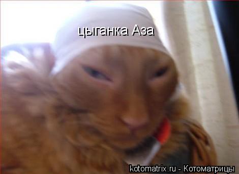 Котоматрица: цыганка Аза