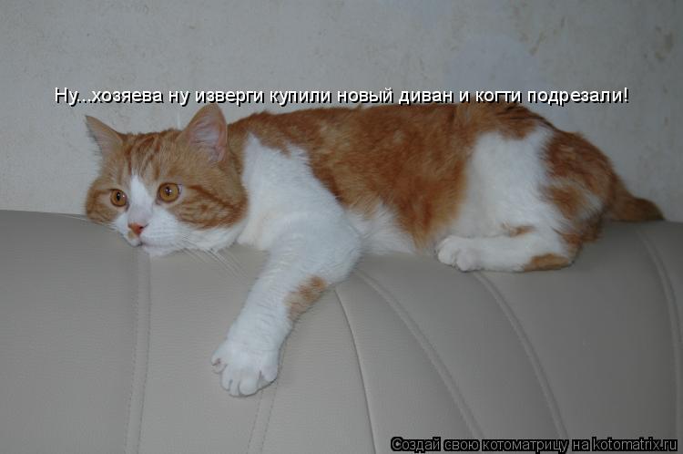 Котоматрица: Ну...хозяева ну изверги купили новый диван и когти подрезали!