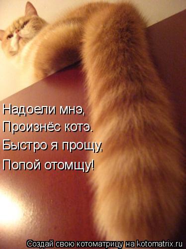 Котоматрица: Произнёс котэ. Надоели мнэ, Быстро я прощу, Попой отомщу!