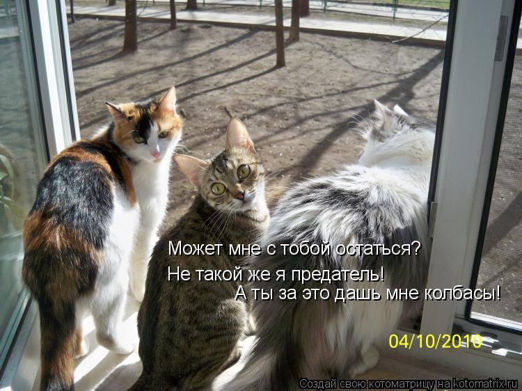 Котоматрица: Может мне с тобой остаться? Не такой же я предатель! А ты за это дашь мне колбасы!
