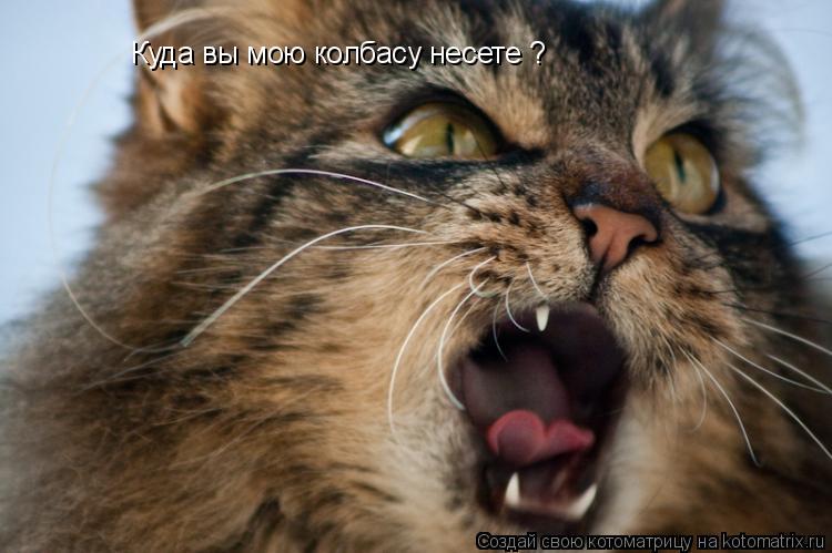 Котоматрица: Куда вы мою колбасу несете ?