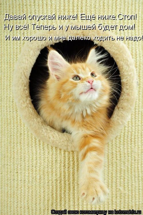 Котоматрица: Давай опускай ниже! Ещё ниже.Стоп! Ну всё! Теперь и у мышей будет дом!  И им хорошо и мне далеко ходить не надо!