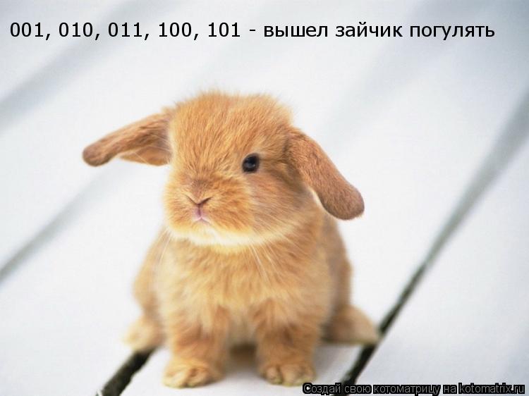 Котоматрица: 001, 010, 011, 100, 101 - вышел зайчик погулять