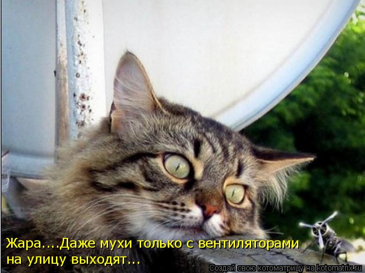 Жара....Даже мухи только с вентиляторами на улицу выходят...... Котоматрица: Жара....Даже мухи только с вентиляторами на улицу выходят...