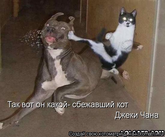 Котоматрица: Так вот он какой- сбежавший кот  Джеки Чана