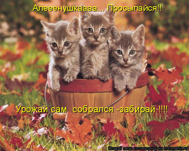 Котоматрица: Урожай сам  собрался -забирай !!!!  Алееенушкаааа... Просыпайся!!