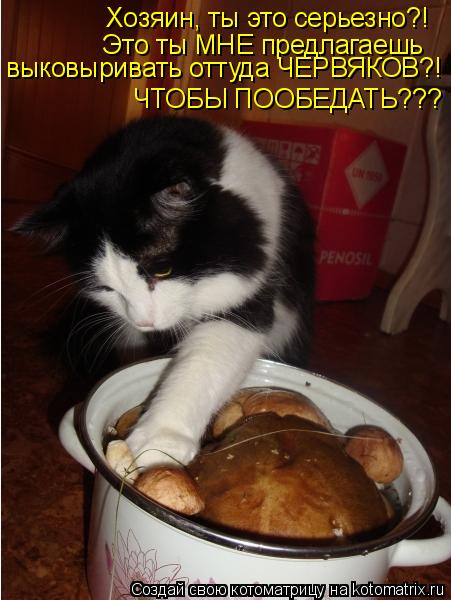Котоматрица: Хозяин, ты это серьезно?!  Это ты МНЕ предлагаешь выковыривать оттуда ЧЕРВЯКОВ?! ЧТОБЫ ПООБЕДАТЬ???