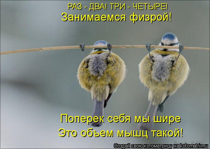 Котоматрица: РАЗ - ДВА! ТРИ - ЧЕТЫРЕ! Занимаемся физрой! Поперек себя мы шире Это объем мышц такой!