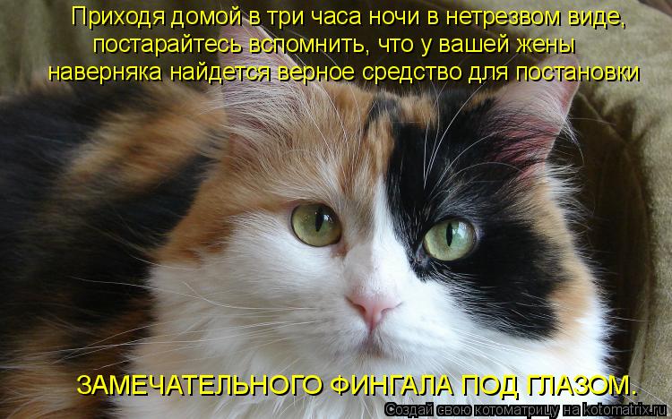 Котоматрица: Приходя домой в три часа ночи в нетрезвом виде, постарайтесь вспомнить, что у вашей жены наверняка найдется верное средство для постановки 