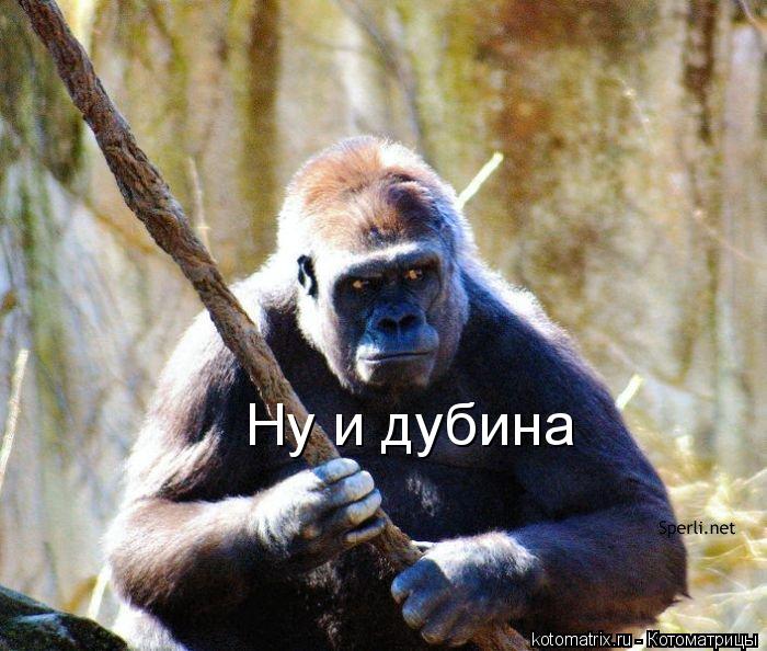 Котоматрица: Ну и дубина
