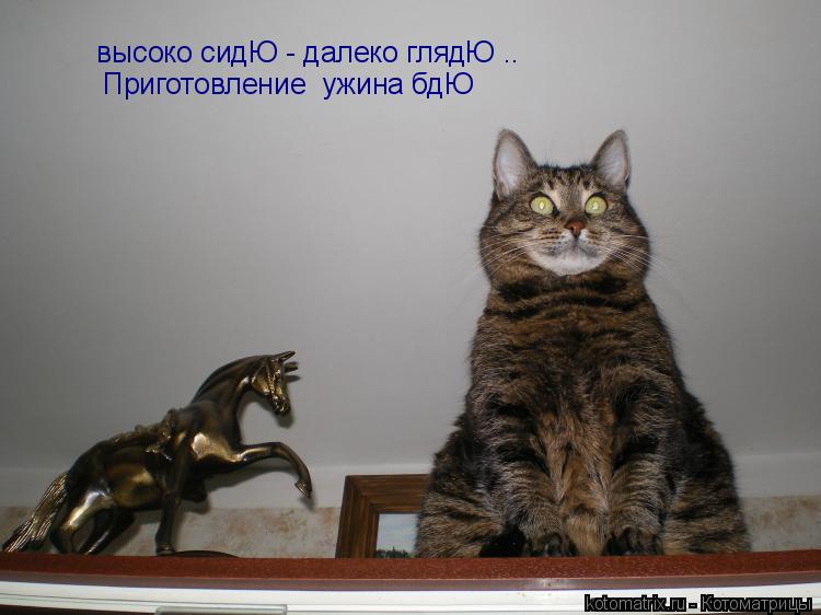 Котоматрица: высоко сидЮ - далеко глядЮ .. Приготовление  ужина бдЮ