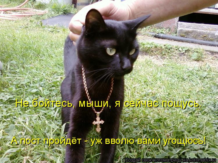 Котоматрица: Не бойтесь, мыши, я сейчас пощусь. А пост пройдёт - уж вволю вами угощюсь!