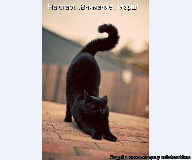 Котоматрица: На старт...Внимание...Марш!