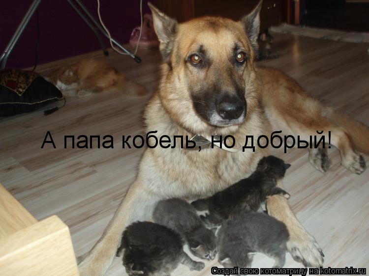 Котоматрица: А папа кобель, но добрый!