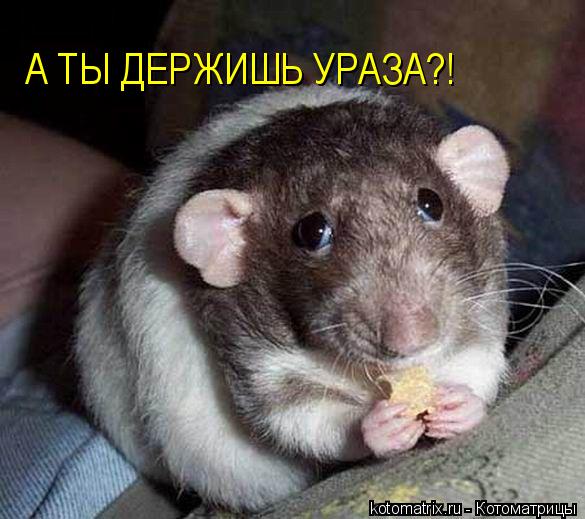 Котоматрица: А ТЫ ДЕРЖИШЬ УРАЗА?!