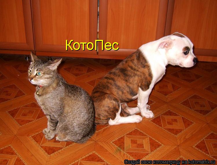Котоматрица: КотоПес