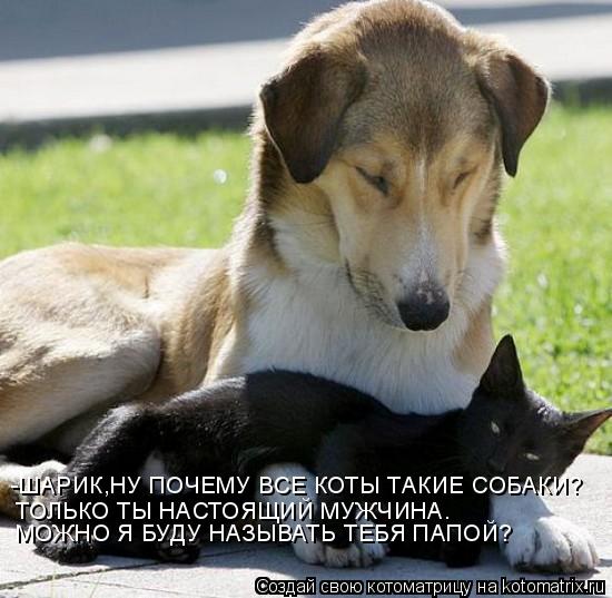 Котоматрица: -ШАРИК,НУ ПОЧЕМУ ВСЕ КОТЫ ТАКИЕ СОБАКИ? ТОЛЬКО ТЫ НАСТОЯЩИЙ МУЖЧИНА. МОЖНО Я БУДУ НАЗЫВАТЬ ТЕБЯ ПАПОЙ?