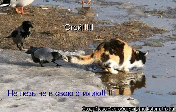 Котоматрица: Стой!!!!! Не лезь не в свою стихию!!!!!!