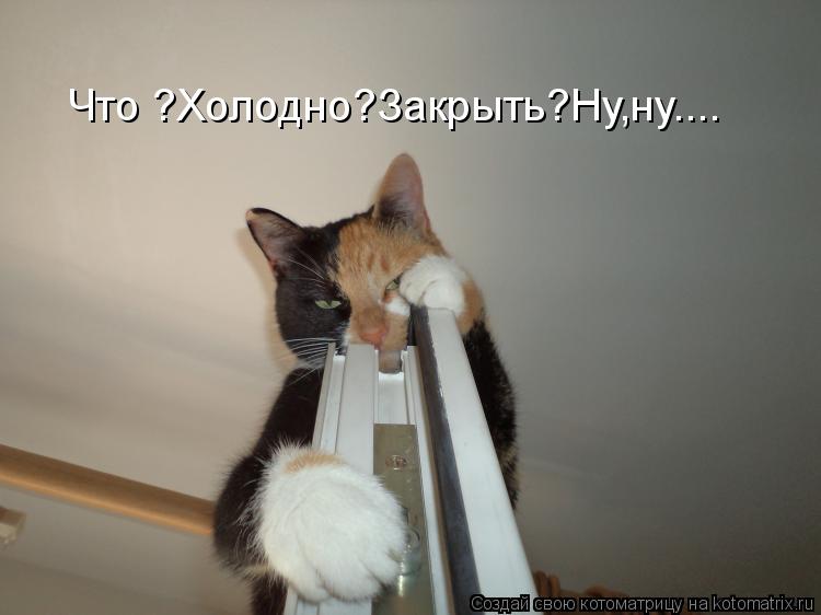Котоматрица: Что ?Холодно?Закрыть?Ну,ну....