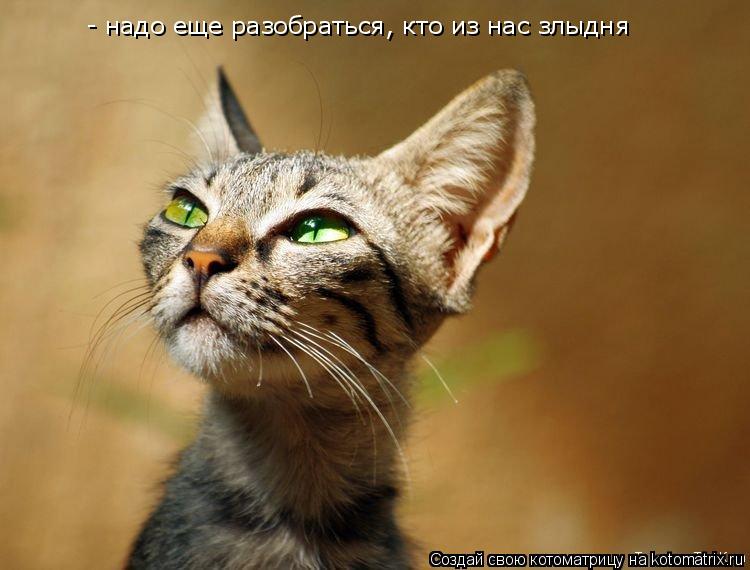 Котоматрица: - надо еще разобраться, кто из нас злыдня