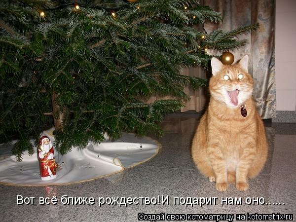 Котоматрица: Вот всё ближе рождество!И подарит нам оно......