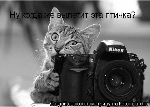 Котоматрица: Ну когда же вылетит эта птичка?
