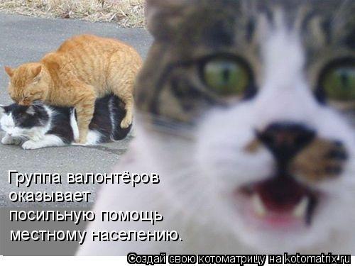 Котоматрица: Группа валонтёров оказывает посильную помощь местному населению.