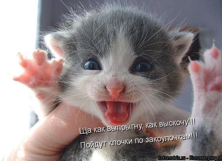 Котоматрица: Пойдут клочки по закоулочкам!!! Ща как выпрыгну, как выскочу!!!