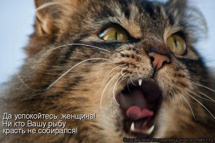 Котоматрица: Да успокойтесь, женщина! Ни кто Вашу рыбу  красть не собирался!