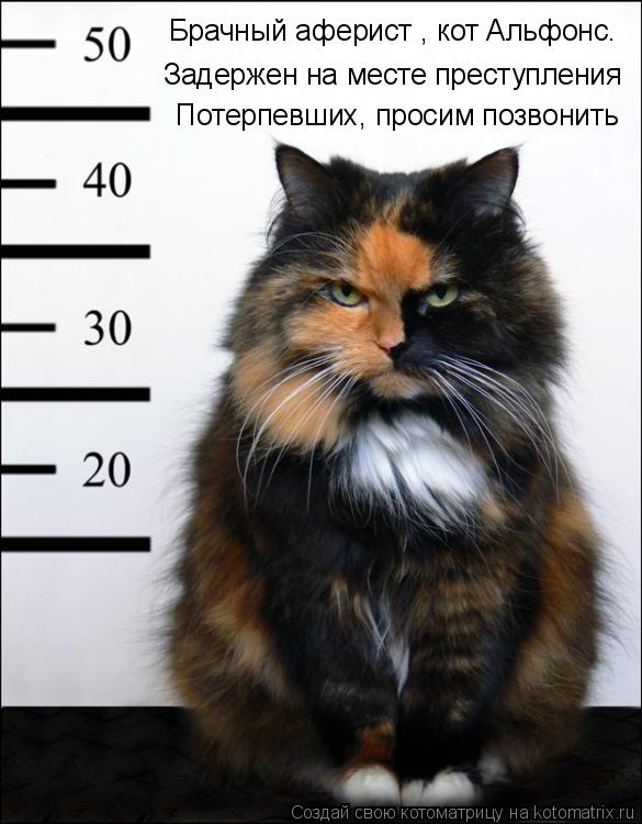 Котоматрица: Задержен на месте преступления Потерпевших, просим позвонить Брачный аферист , кот Альфонс.
